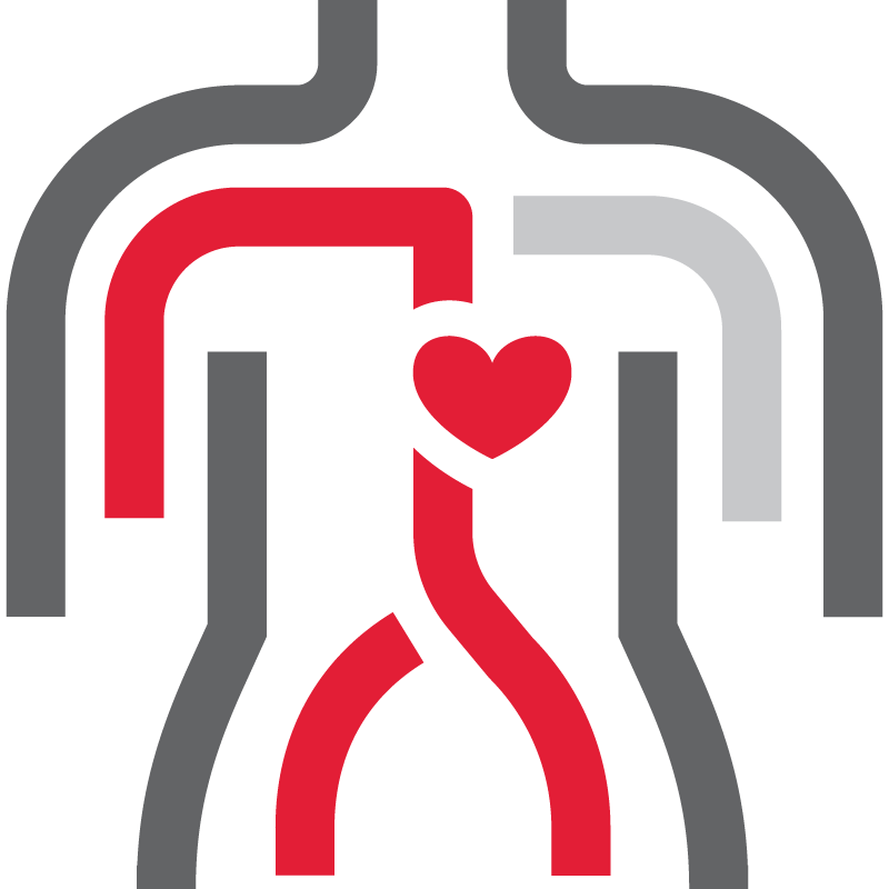 icon of a body with a red heart and blood vessels inside of it.